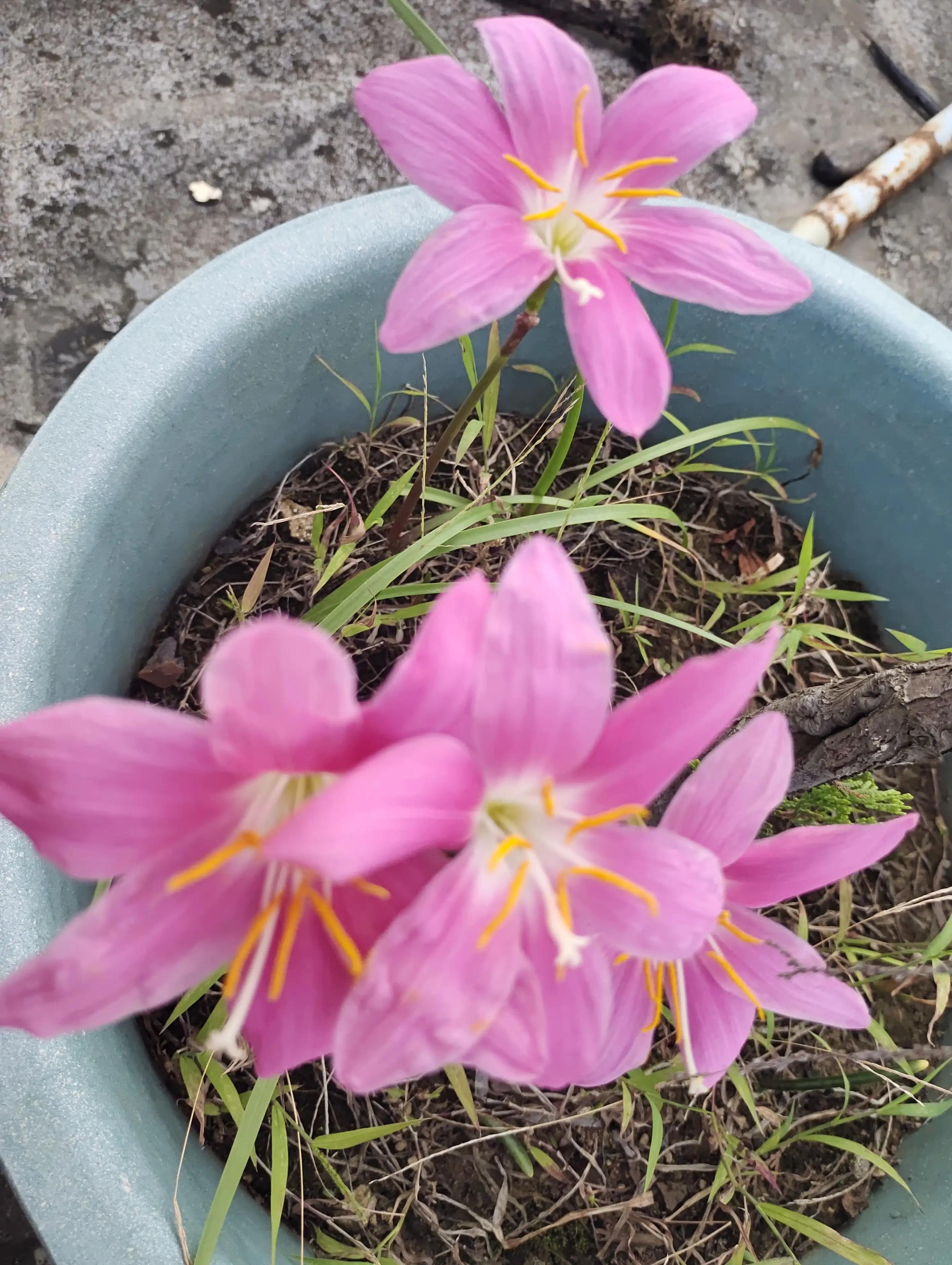 十天不在家里绿植怎么浇水,十天不浇水会死吗