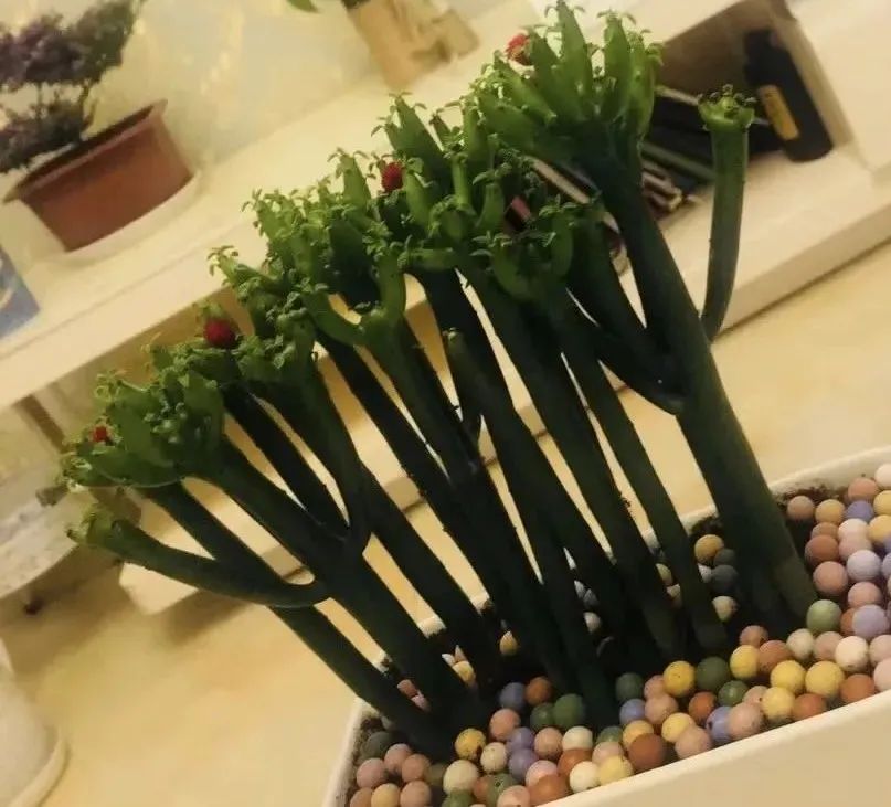 5种花不吉利再喜欢也别养在室内,什么花最适合室内养对人身体健康