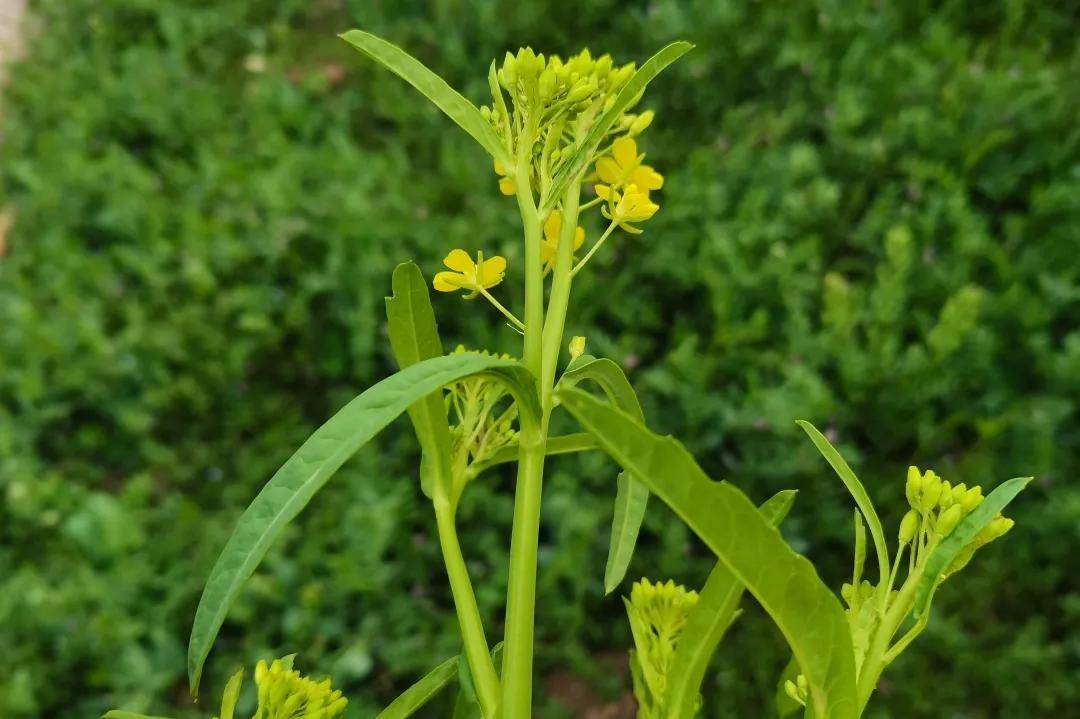 春天看图挖野菜，送你40种野菜大图鉴，让你轻松辨别各种野菜