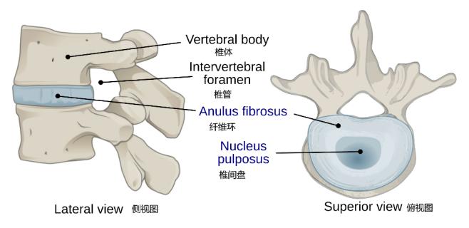吃什么药能缓解腰突带来的腿疼,缓解腰突致腿疼痛的方法和动作