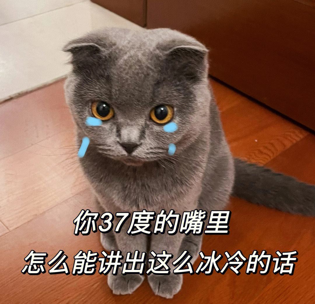 真的不能随便养猫吗,为什么说有些人千万不能养猫