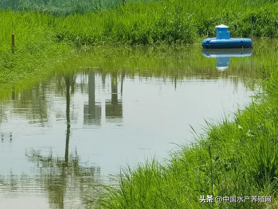 江苏螃蟹基地,探访阳澄湖螃蟹养殖区