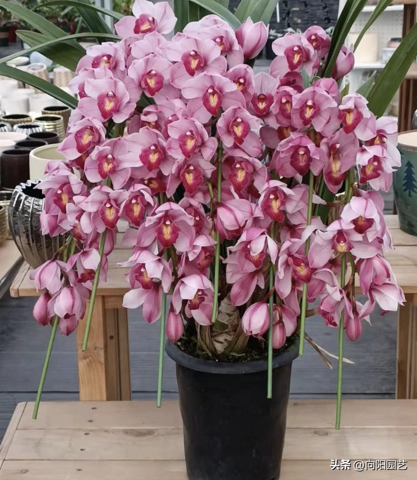 家里苹果果树盆栽,30块买的苹果盆栽