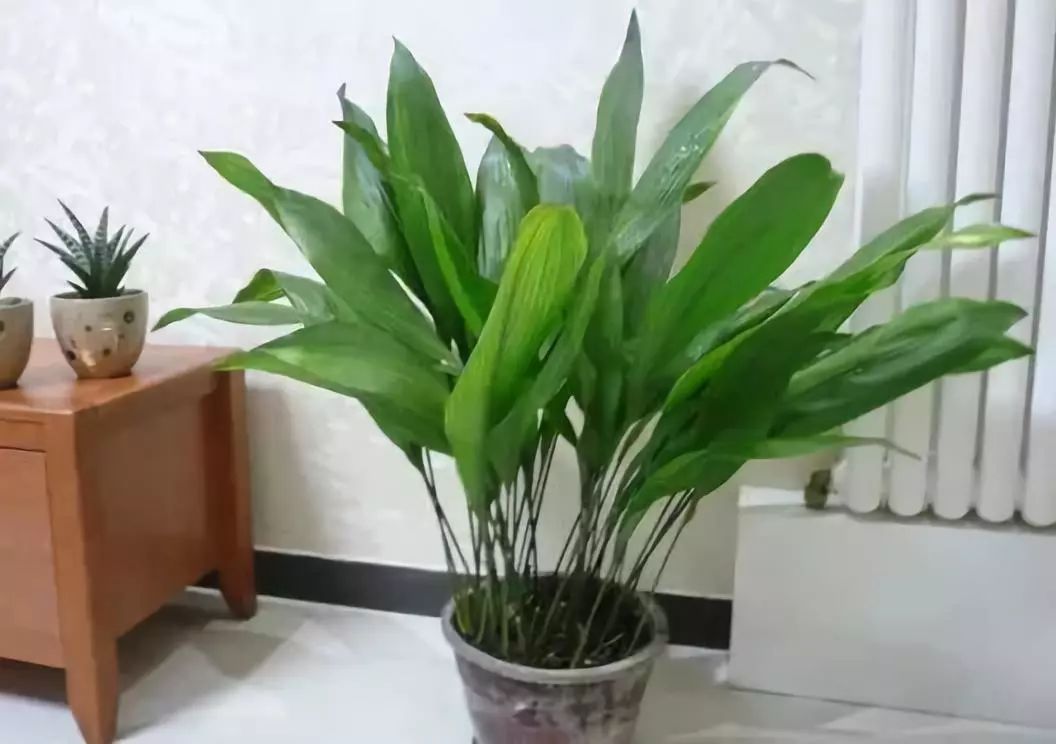 种什么蔬菜可吸甲醛,适合家庭种植的除甲醛植物