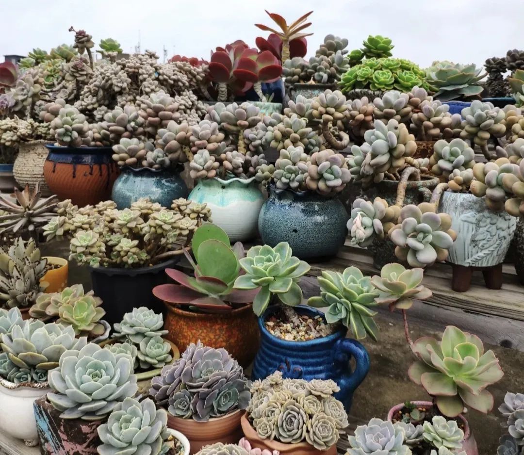 十种不适合浇水的花,长期缺水的花如何浇水