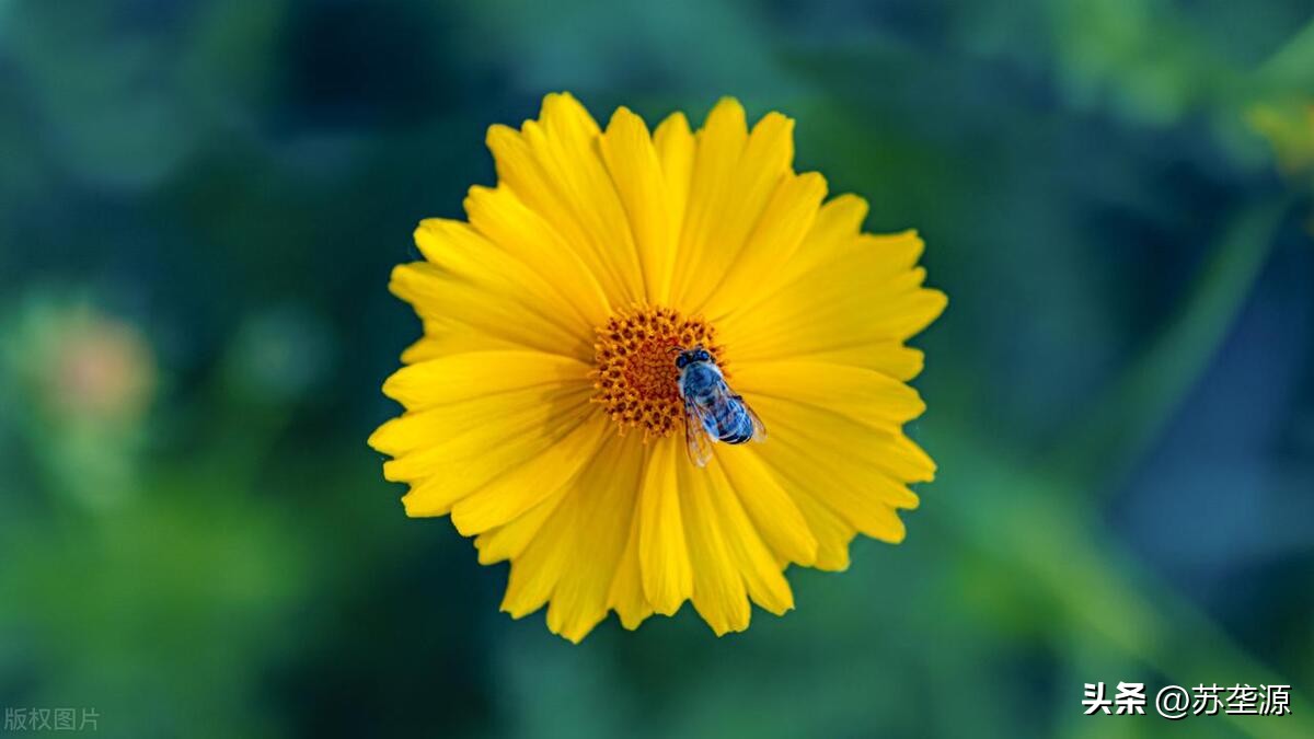 辨草识花图片,五月黄白色的草花有哪些