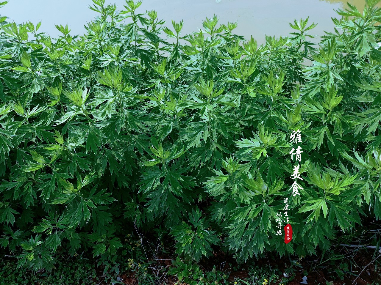 端午节必备神草,端午节最有效的草是什么草