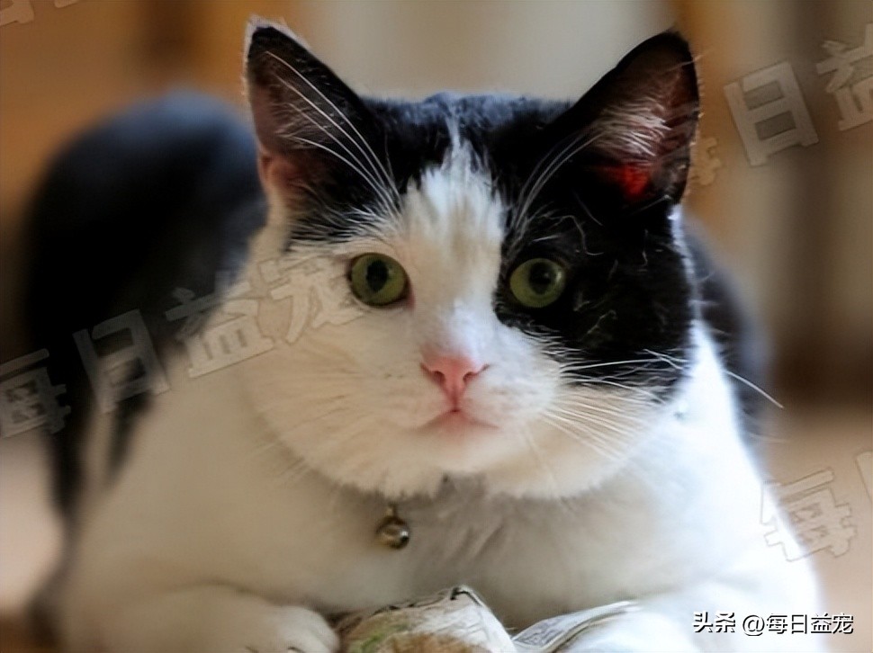 中华田园猫常见猫颜色和品种,中华田园猫最稀有的猫品种