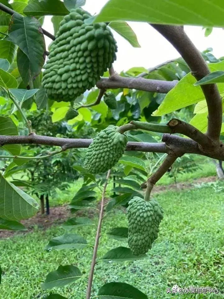 榴莲释迦又叫什么,释迦图片高清大图