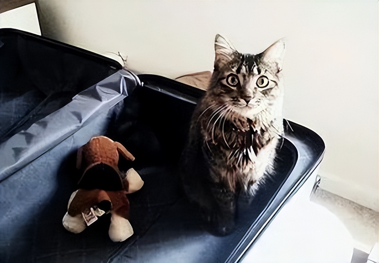 猫咪被抛弃为什么不离开,猫咪意识到自己被抛弃怎么样