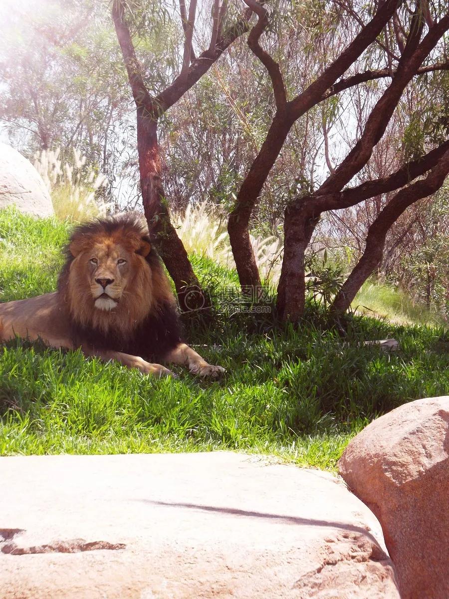 猴子屁股为什么是秃的红的,猴子为什么屁股有很大的瘤子