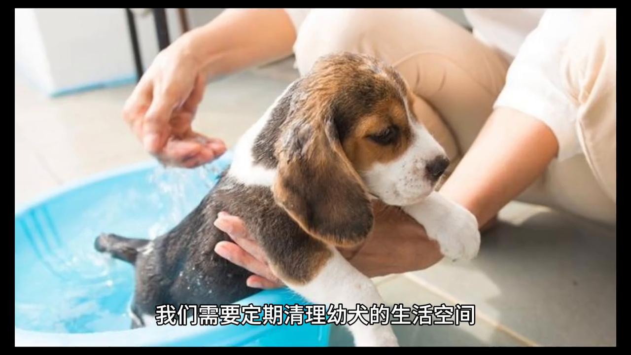 阿拉斯加幼犬喂养方法,阿拉斯加犬幼犬怎么喂养