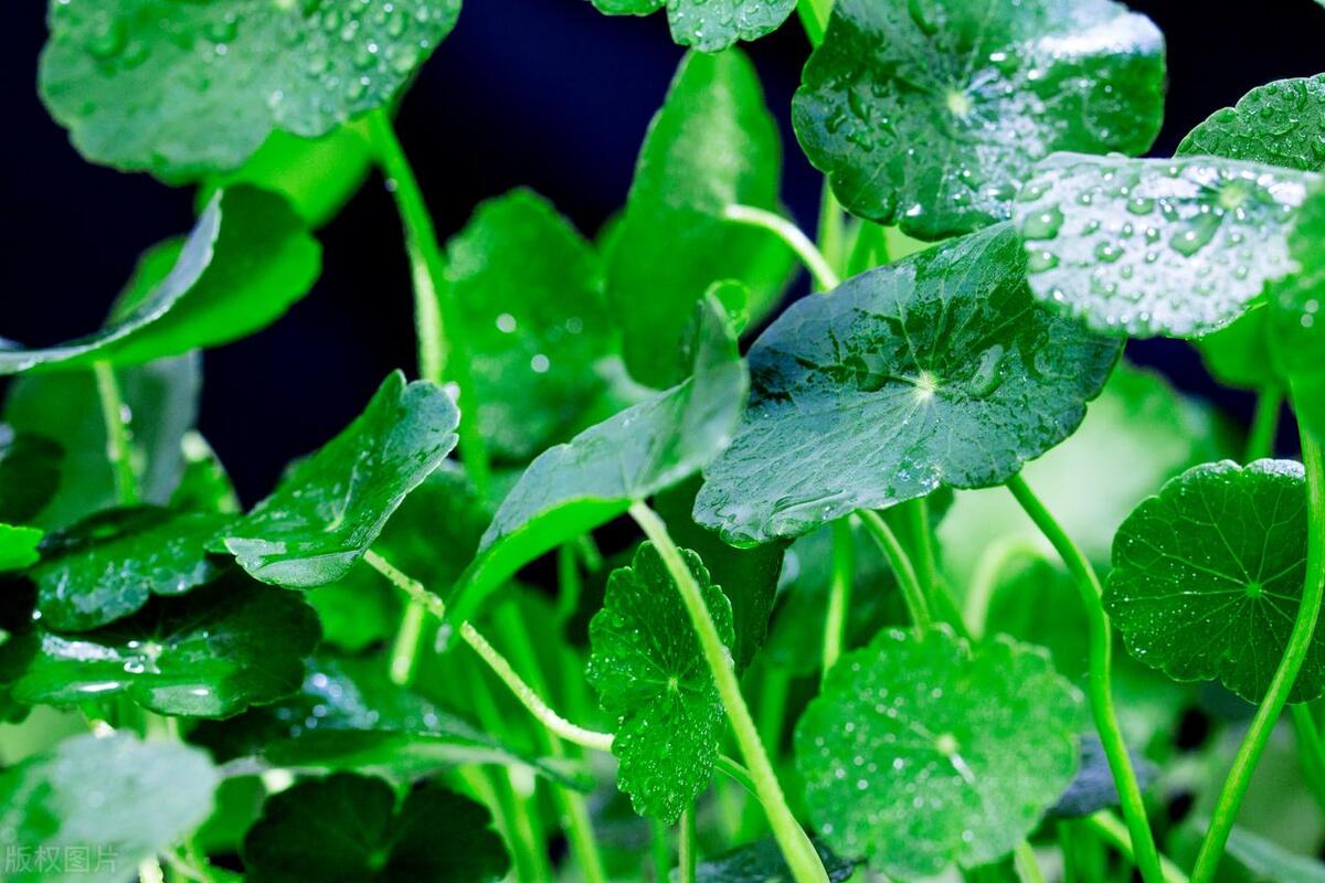 养绿萝怎样才能让它爆盆,绿萝一周就能养爆盆