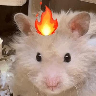 热门微信表情包收藏,微信那些可爱的表情包