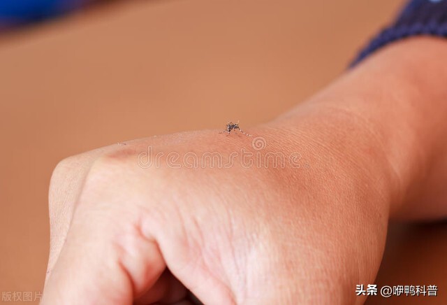 冬天家里的蚊子是从哪进来的,蚊子在冬天的时候飞去哪里了