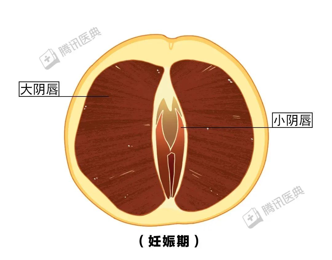 黑木耳吃多了有什么危害,黑木耳产生的原因
