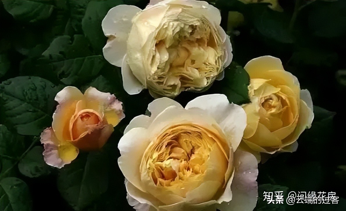 1到99朵玫瑰的含义图片,1到99朵玫瑰花语是什么