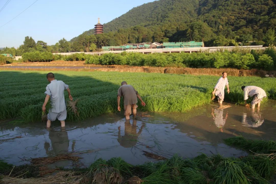 广东地区2020各大寺庙短期修行,广东哪些寺庙最近有活动