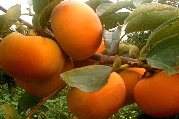 甘肃这边的水果,甘肃的水果少吗