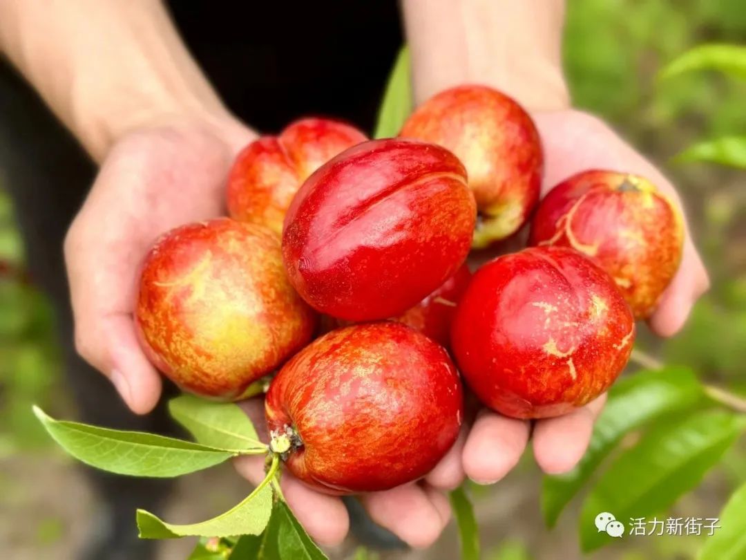 超甜预警！夏日采摘季！快来汉中实现水果自由~