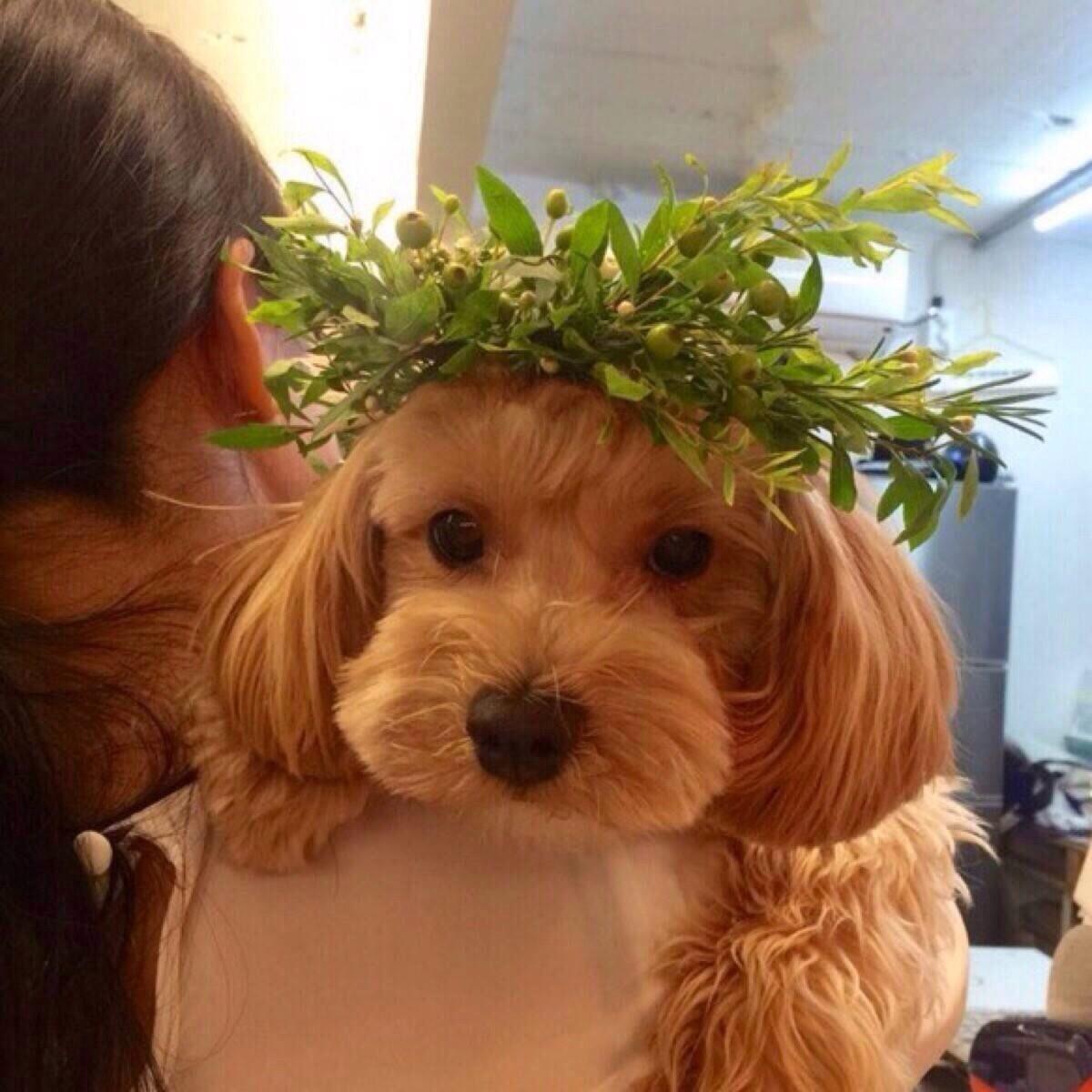 一只狗把你当妈妈的表现,一只狗把牛当作自己的妈妈