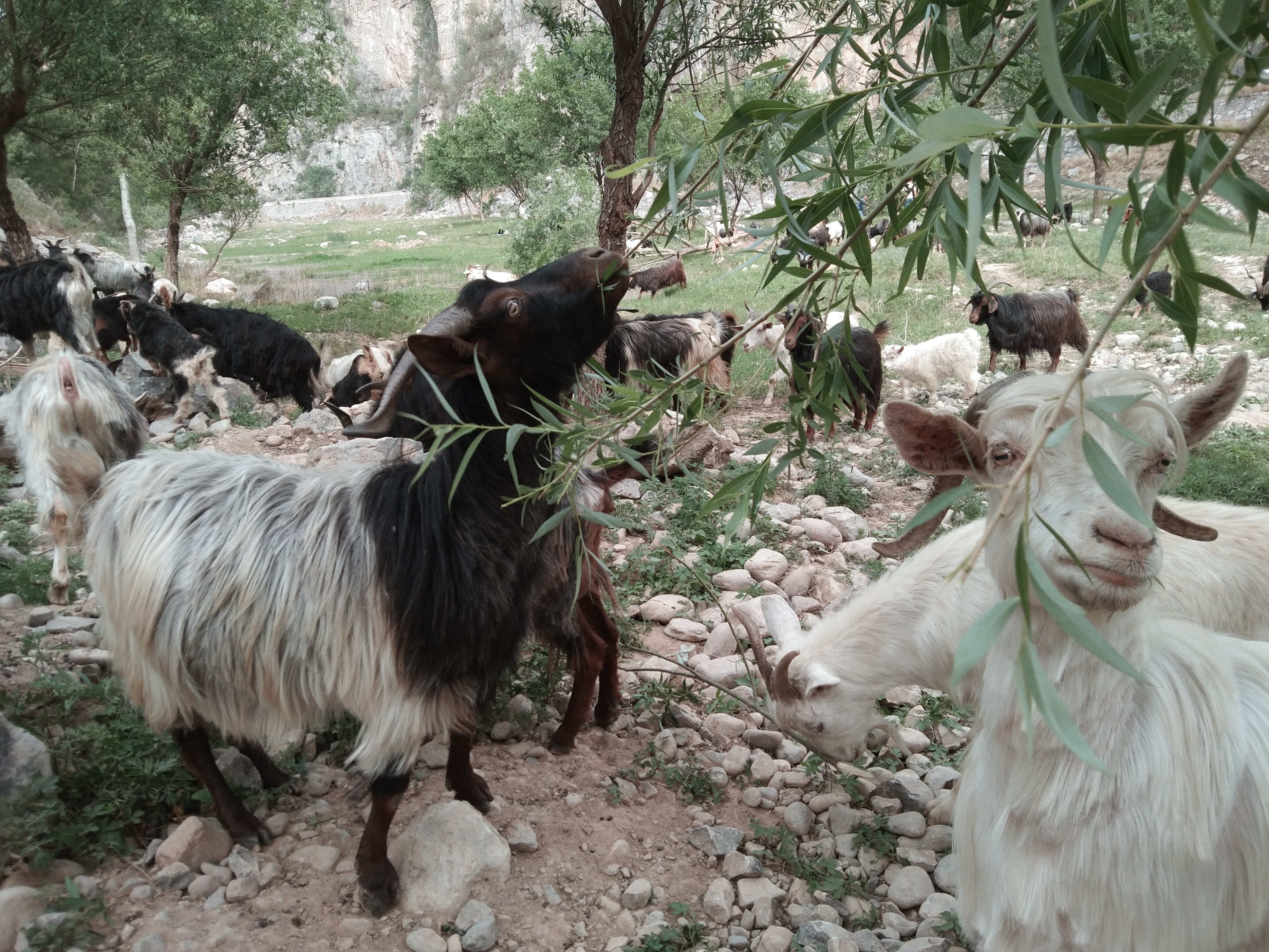 养羊分享,分享养羊日常