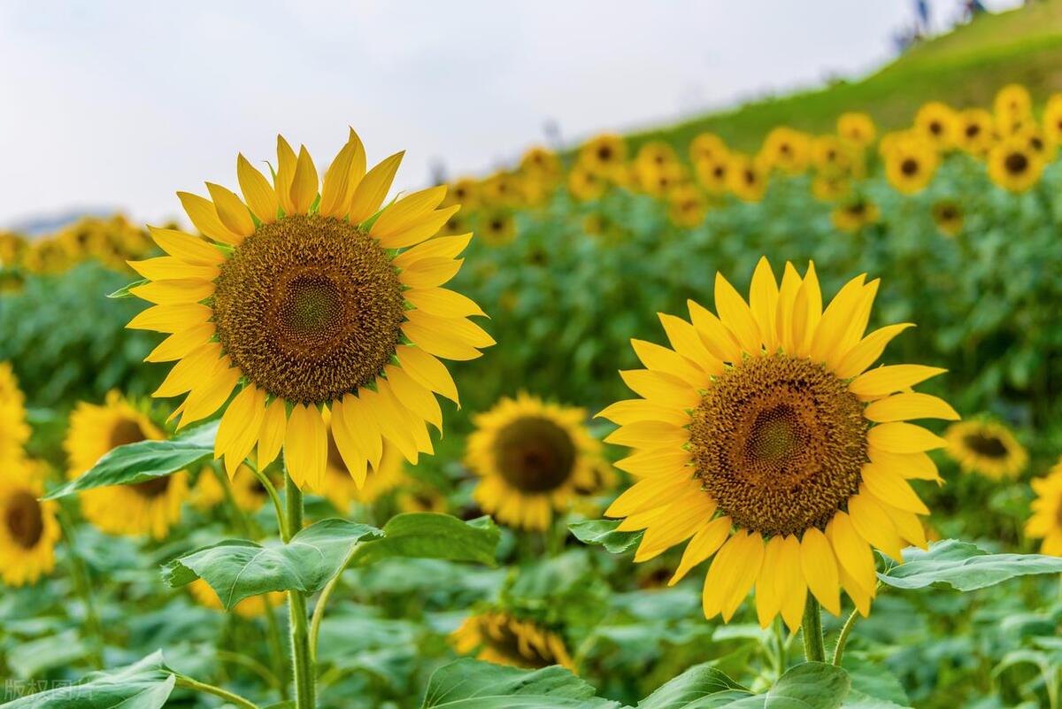 学会4个表达方式高情商,5个高情商表达技巧