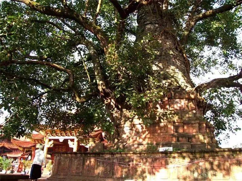 鏅幢涓栫晫鑼舵簮,澶╄祼鏅幢涓栫晫鑼舵簮