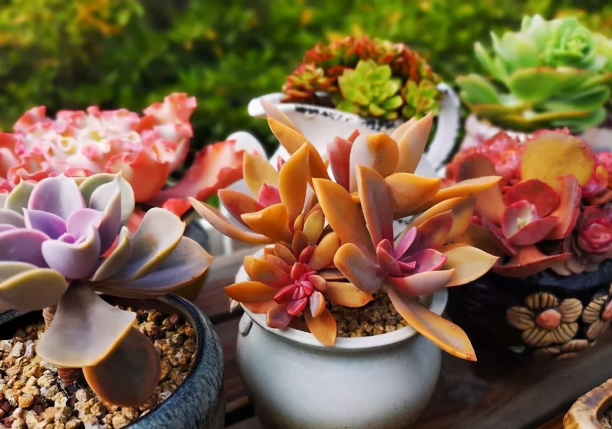 高温养兰注意事项,高温多肉怎么养