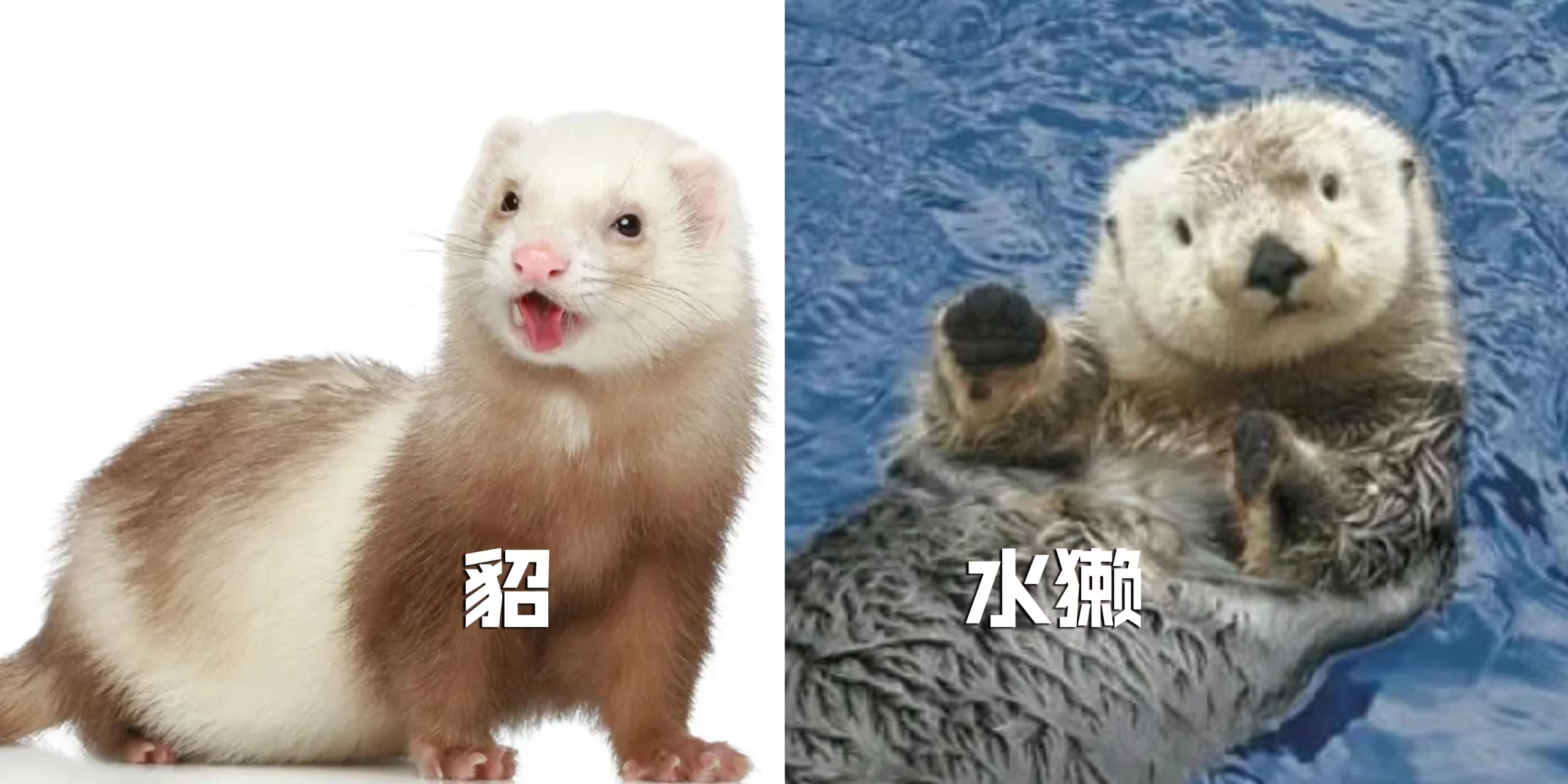 海龙的皮帽子,郭德纲经典相声海龙的帽子