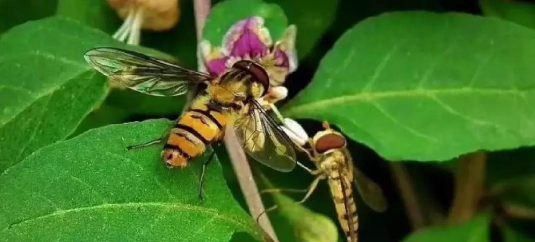 还有哪些益虫会捉哪些虫子,吃害虫最多的益虫是什么虫子