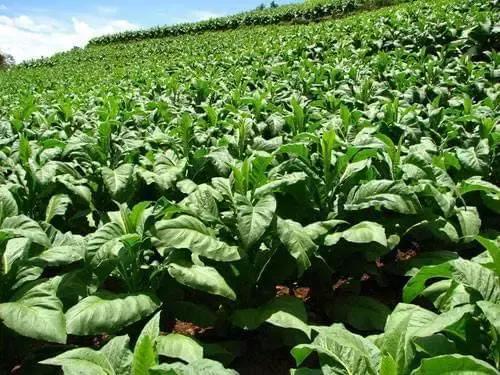 生活中常见的10种转基因食品,中国市场上的转基因食品有哪些