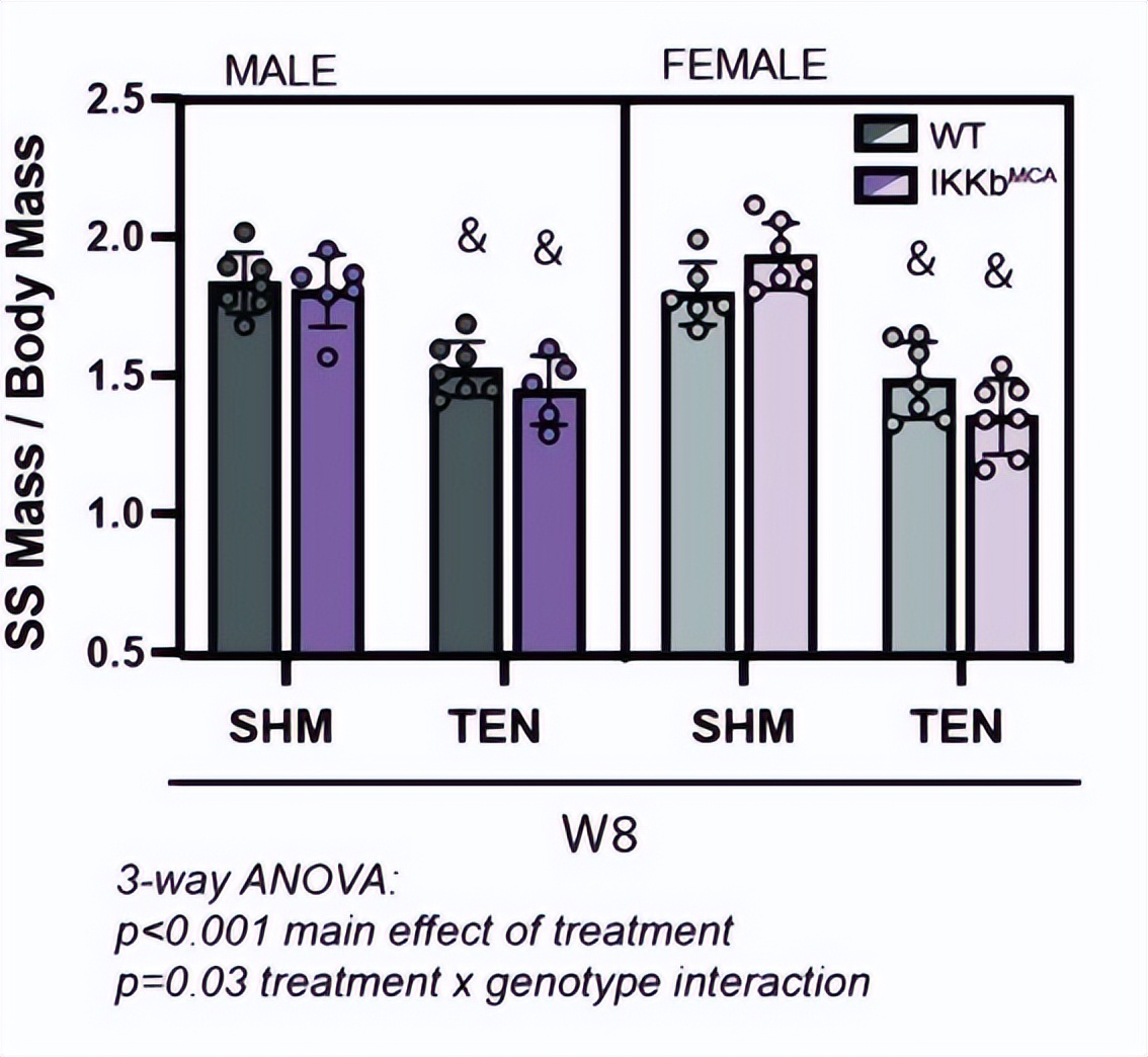 核因子,NFκB,在临床治疗上,是否与腱切断术的肌肉萎缩无关?