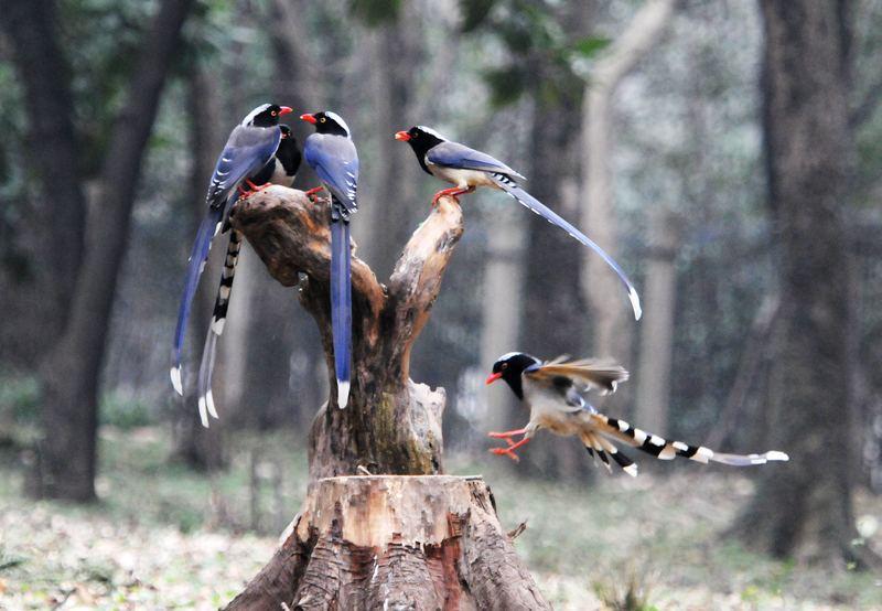 大鸟袭击人,大鸟伤人事件