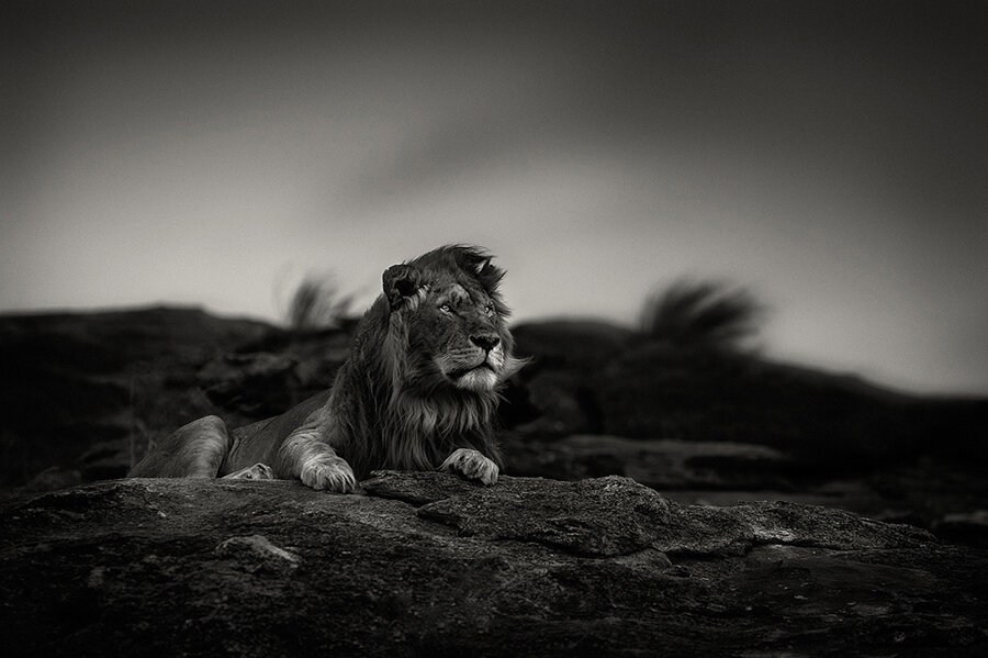 一组耐人寻味的动物图片引人深思,让人很惊艳的动物照片