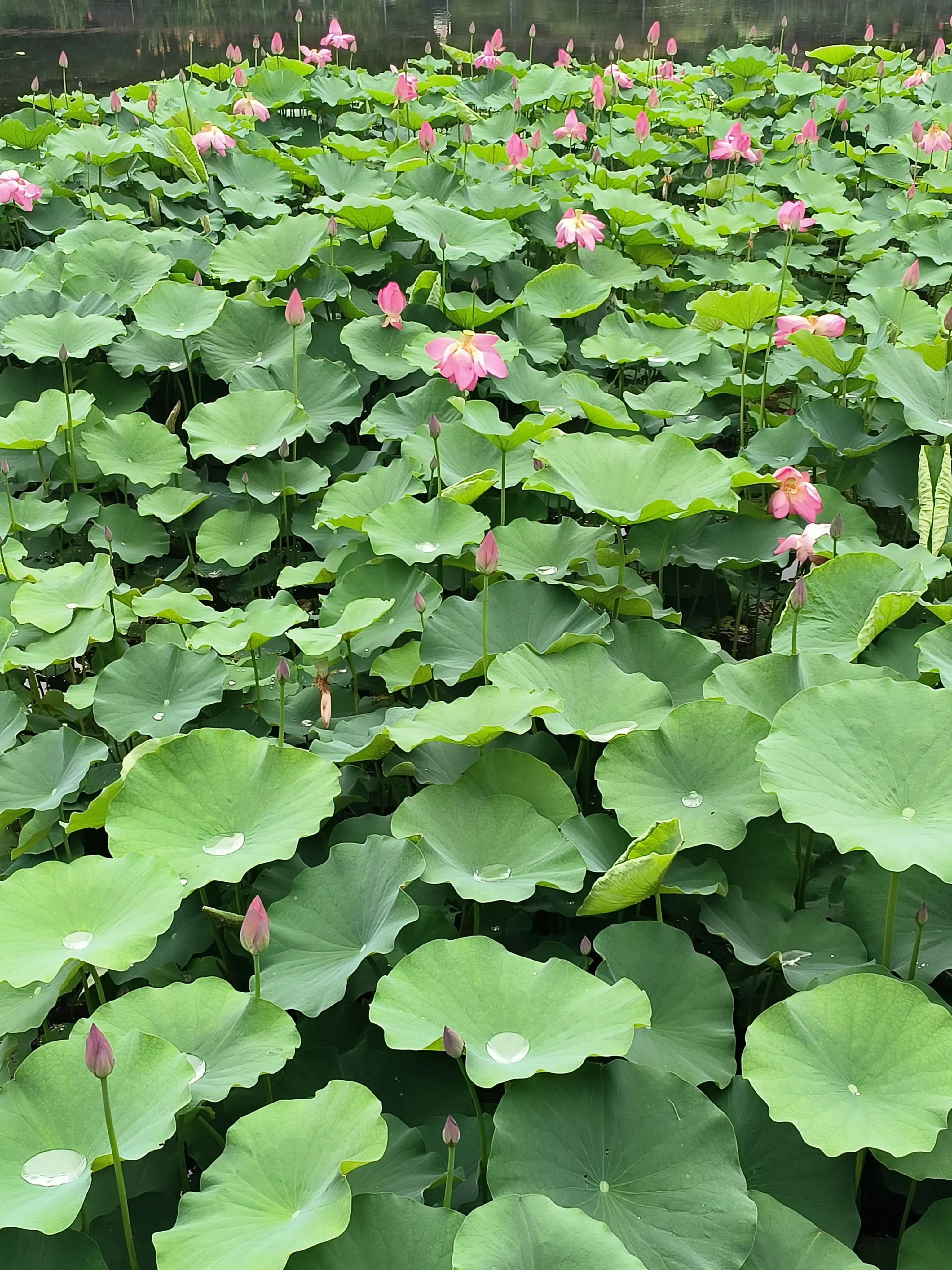 七夕花花合集,粉色花花合集