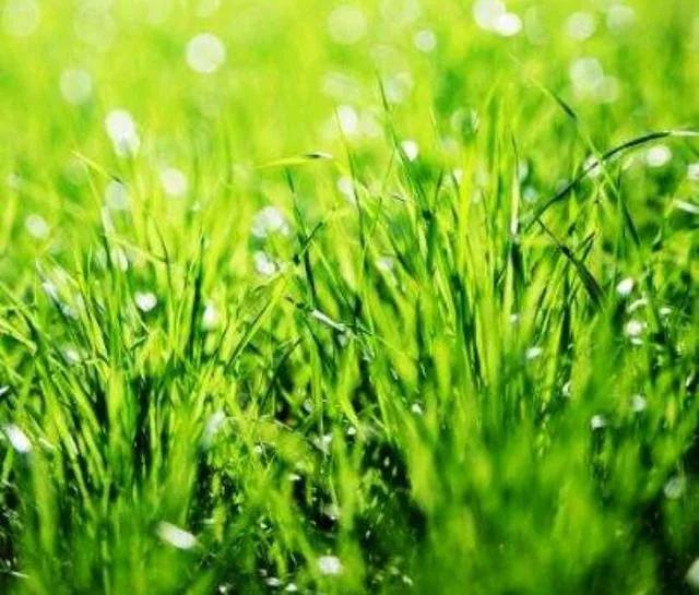 宋词梅尧臣,苏幕遮梅尧臣诗句