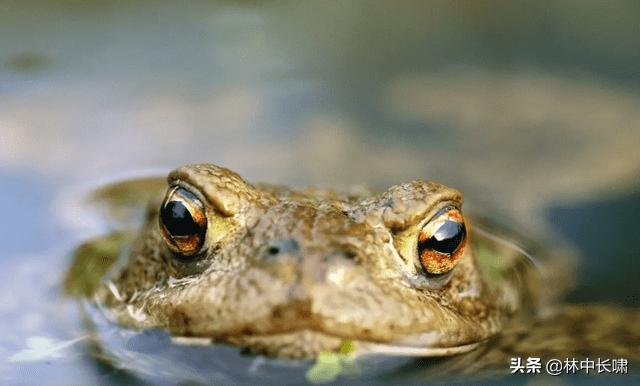 日月潭的茶叶蛋,正宗日月潭香菇茶叶蛋