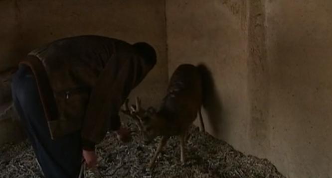 吉林男子救助傻狍子,吉林男子救助动物