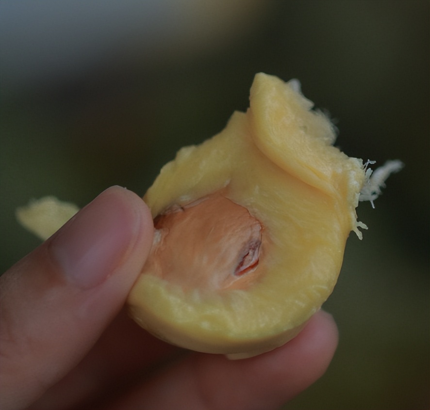 新加坡到马来西亚乐高大巴,从新加坡怎么去马来西亚乐高乐园