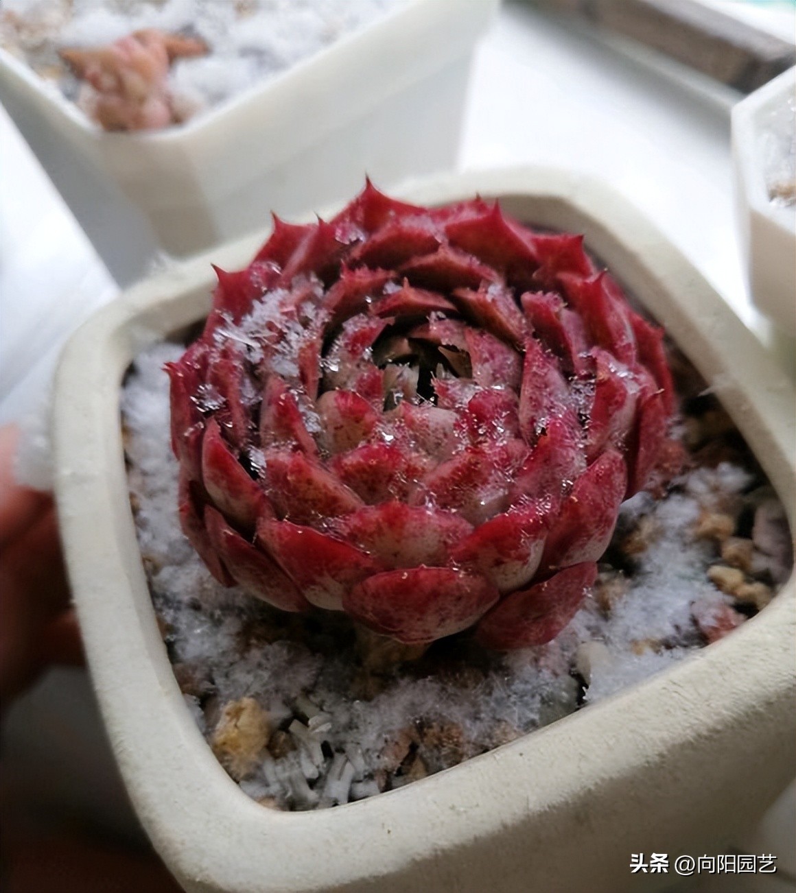 多肉冬天冻了,多肉冻成透明状能活吗