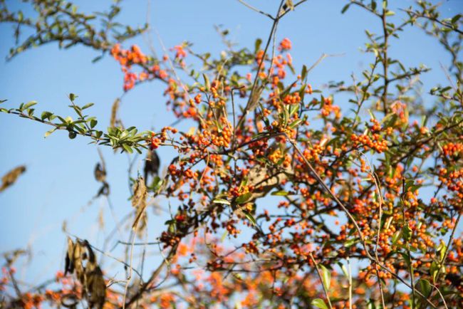 镇安海棠山山顶村子,秦岭关中深山最真实的老房子