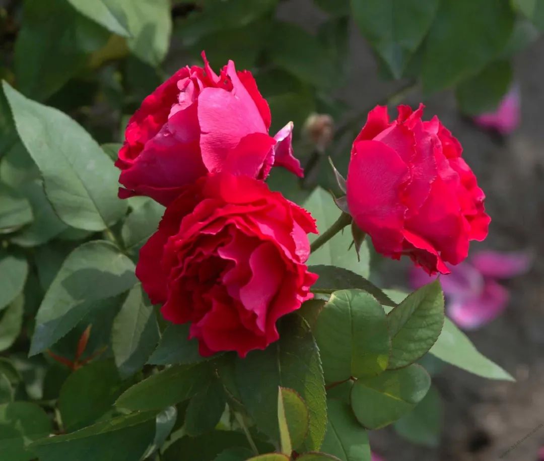 月季花的优美诗词歌赋,月季花诗词经典名句