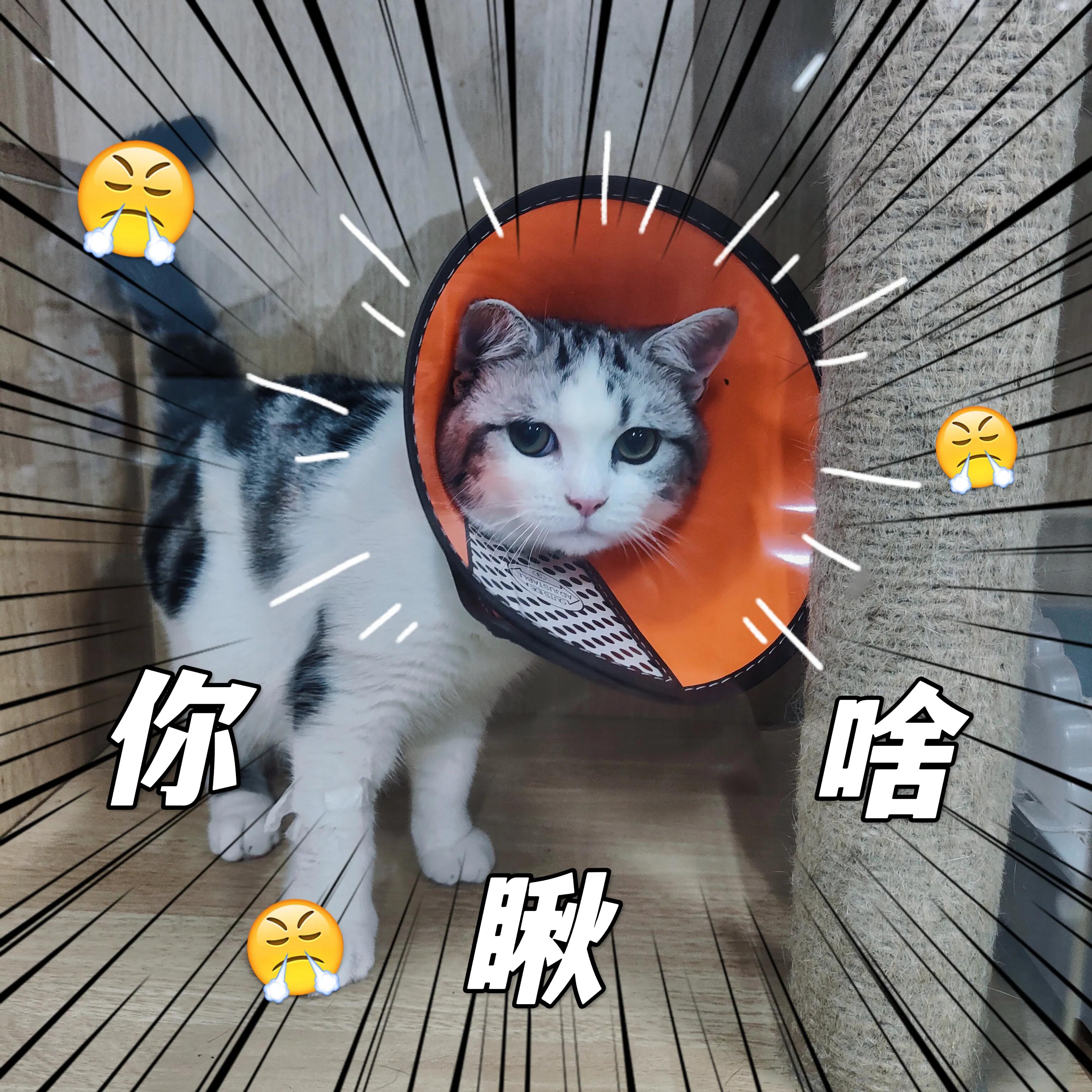 宠物应激如何预防降低应激反应,宠物应激不要慌教你如何应对