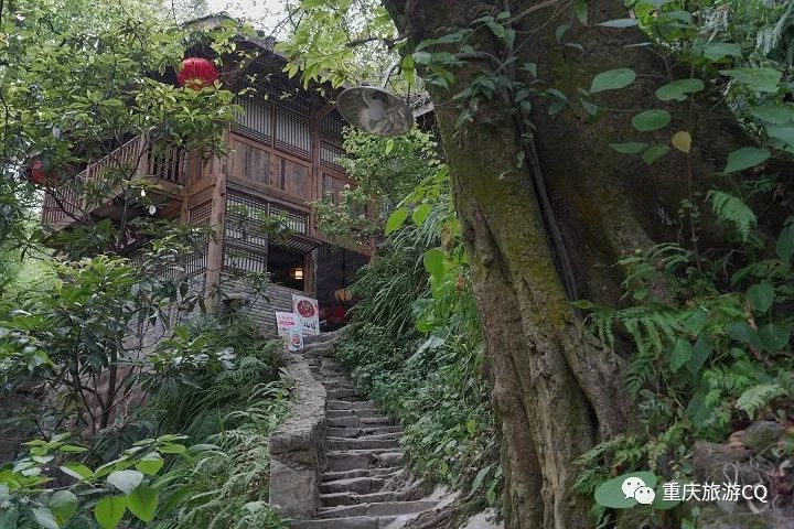 冬日游缙云山,缙云山冬日一日游详细攻略