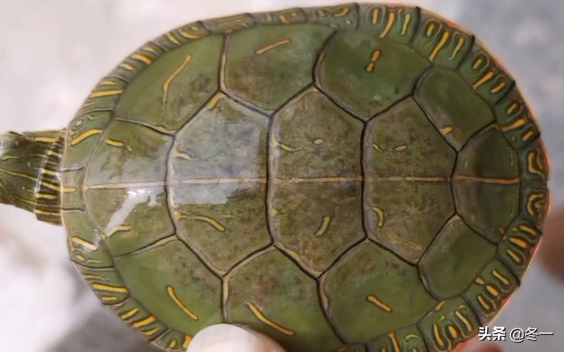 新手养龟的基本知识,入门养龟用什么龟缸