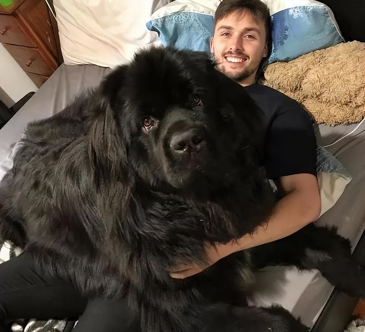 最长寿的5种狗,最长寿的四种狗