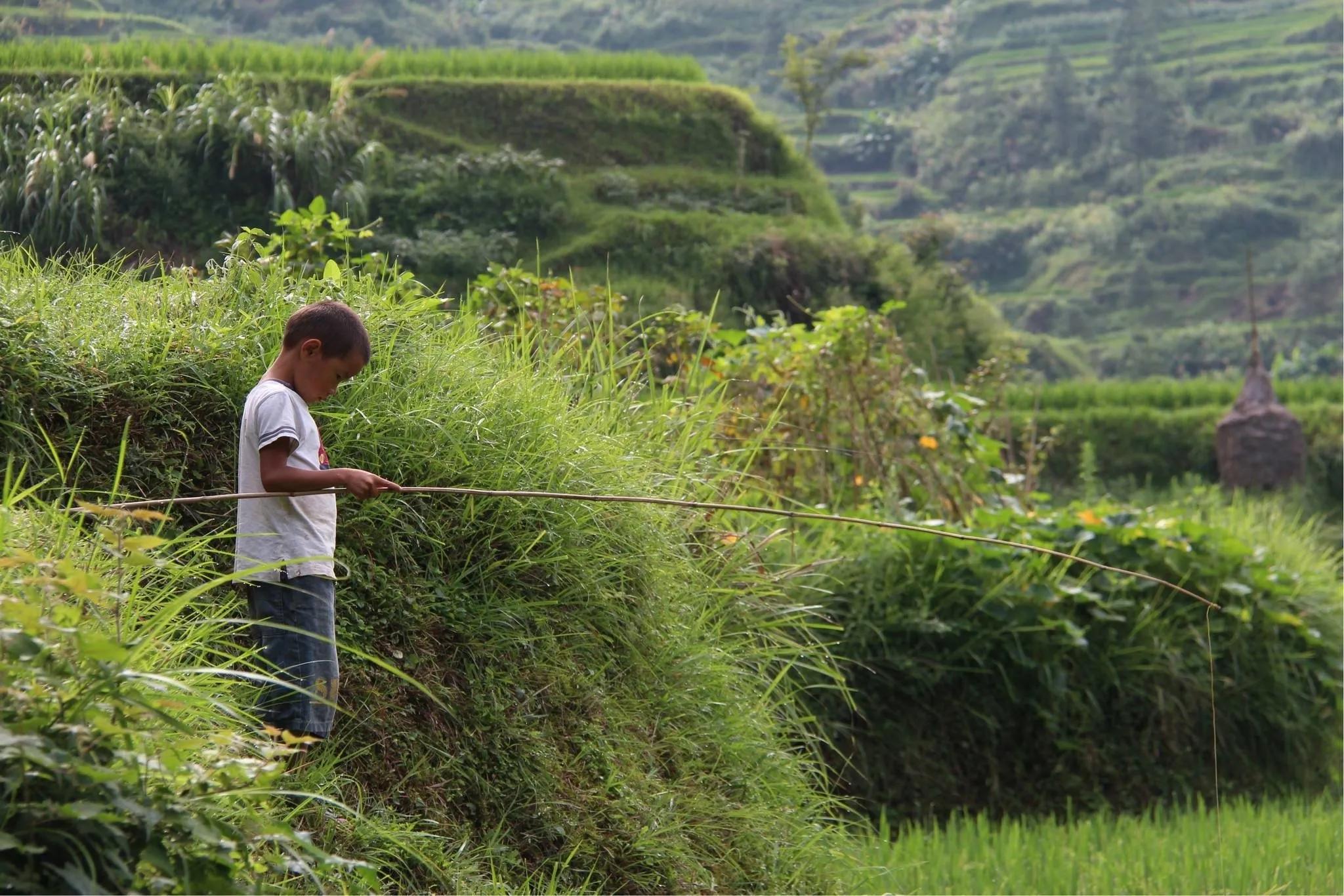 小青蛙儿时的回忆,儿时回忆小青蛙
