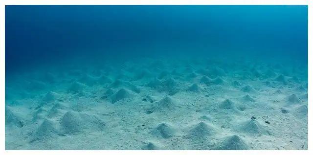 养海参年入10亿,养海参一年赚多少钱