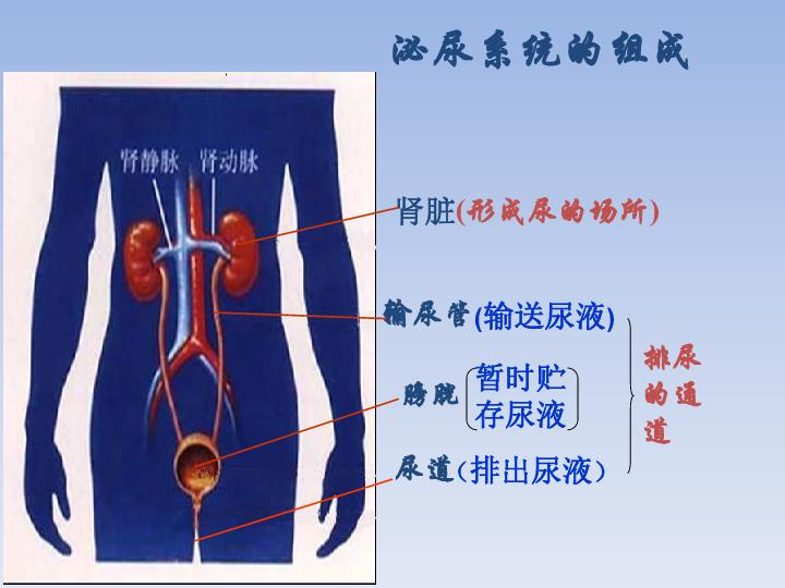 泌尿系肿瘤有什么特征,泌尿系肿瘤有什么症状严重吗